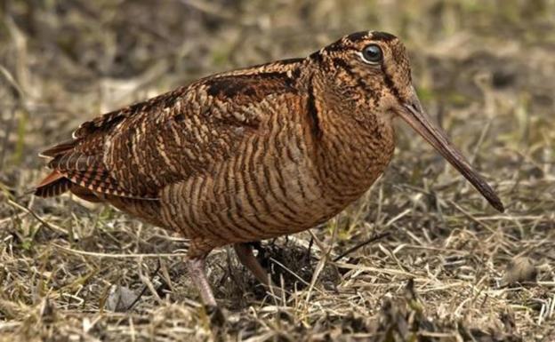 A la espera de las becadas