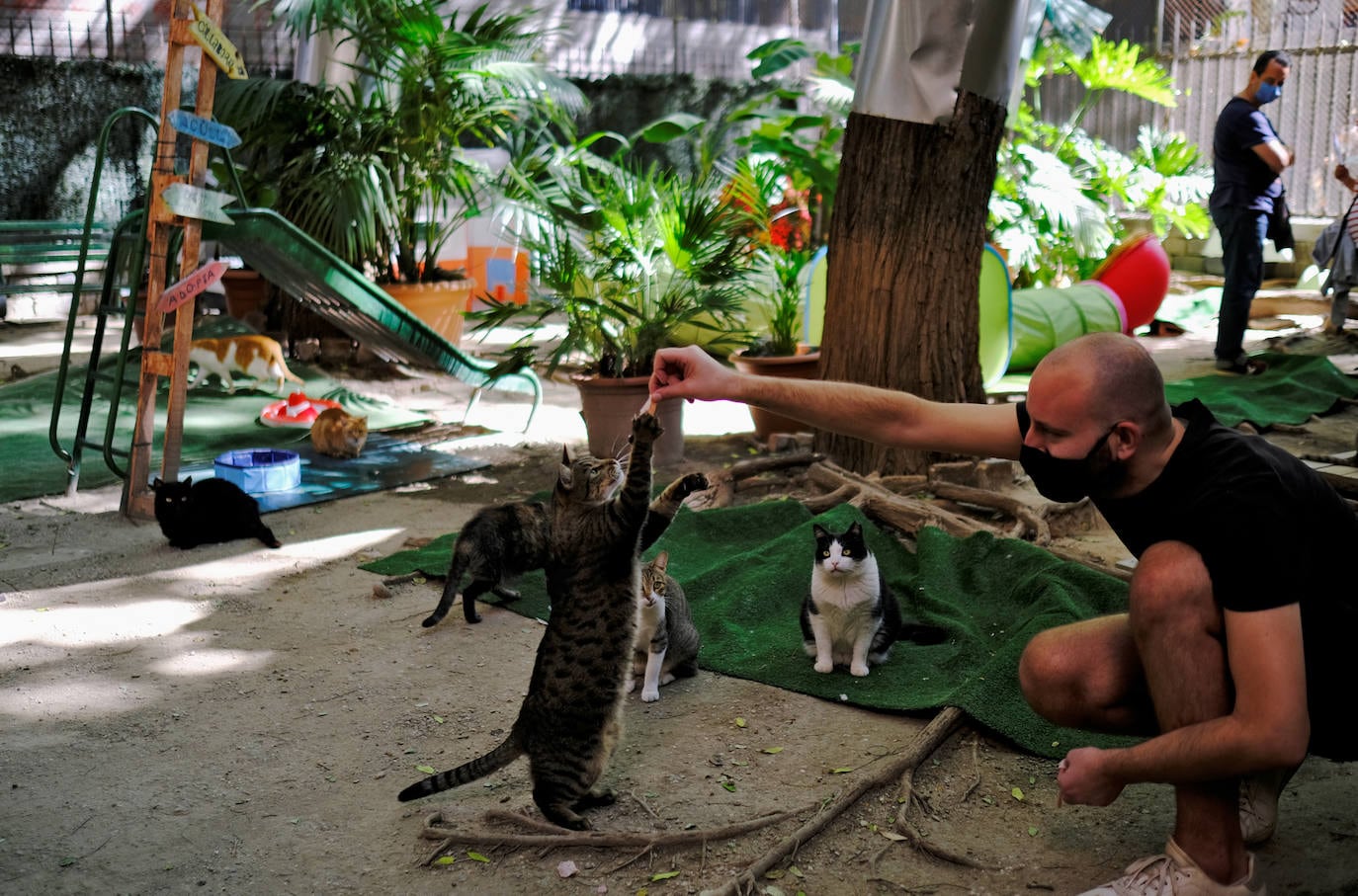 Fotos: para gatos acoge huérfanos por | El Correo