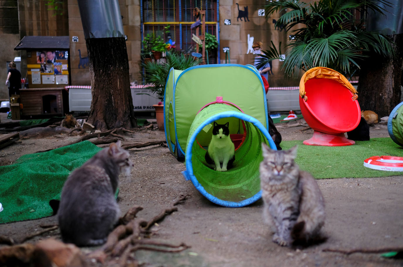 Fotos: para gatos acoge huérfanos por | El Correo