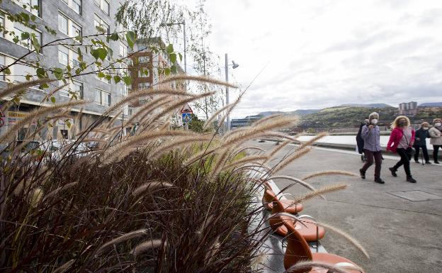 Un error en un informe municipal siembra la confusión sobre una planta invasora en Bilbao