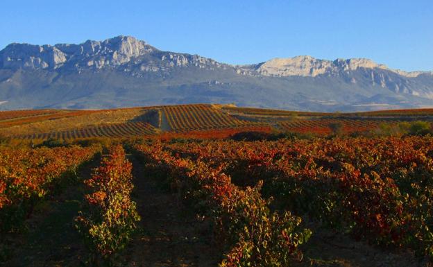Rioja Alavesa, viñedos viejos y vinos sutiles