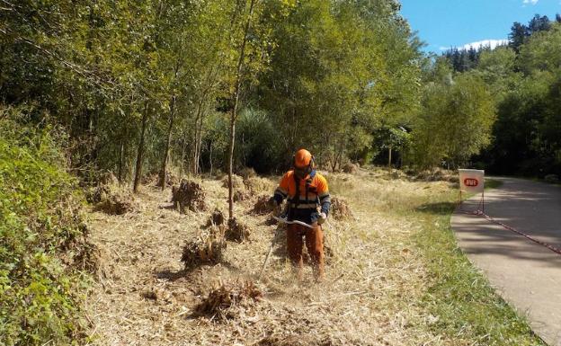 URA elimina en Zalla 550 ejemplares de la planta invasora Plumero de la Pampa con medios mecánicos