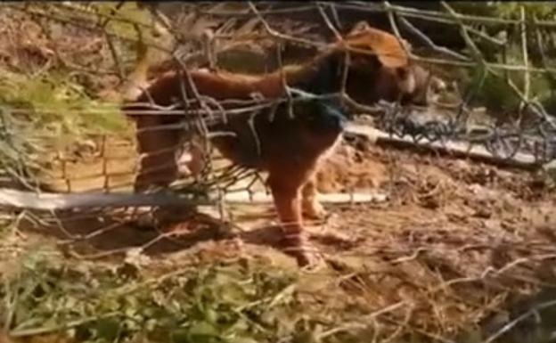 La batalla de una ertzaina para salvar al perro 'Begi'
