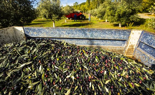 El aceite de La Rioja recupera su sitio