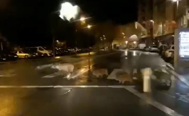 Una familia de jabalíes visita por la noche el barrio de Aranbizkarra