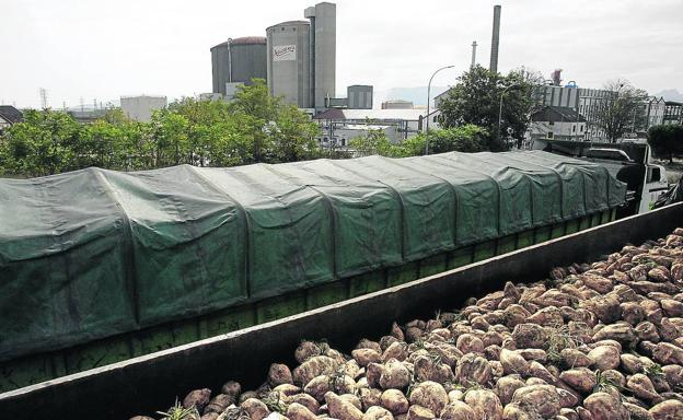 La mayor eficiencia de la fábrica permitirá a Azucarera cerrar una campaña «satisfactoria»