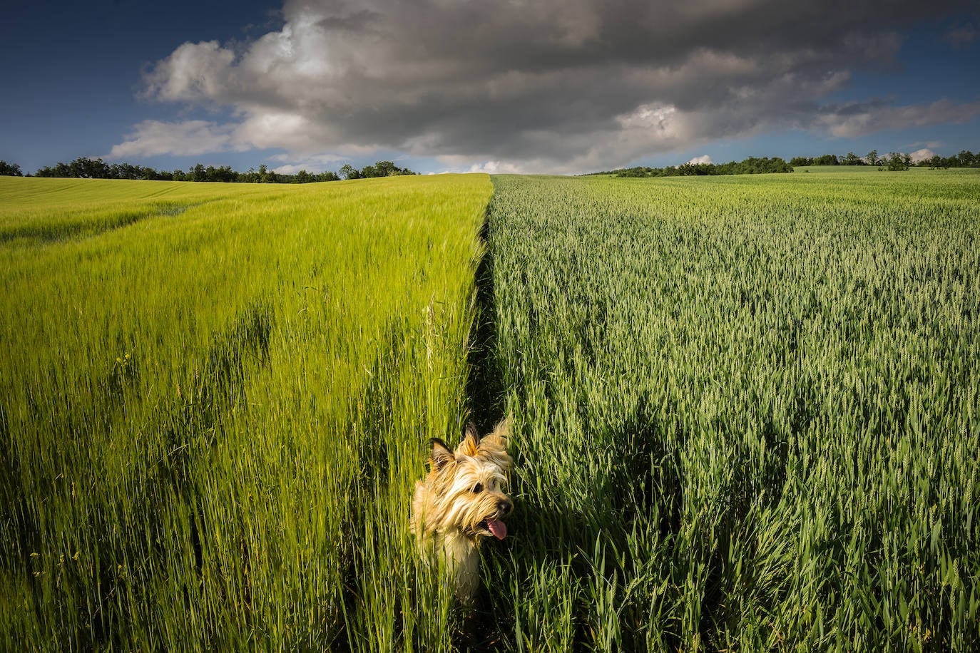El encanto de Álava, tras el objetivo