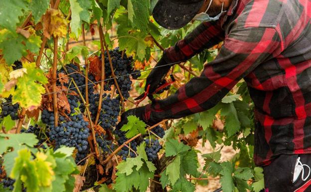 El Gobierno vasco frena el expediente de 'Viñedos de Álava' para mejorarlo