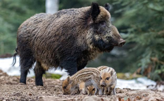 Jabalí para la fiesta de Astérix