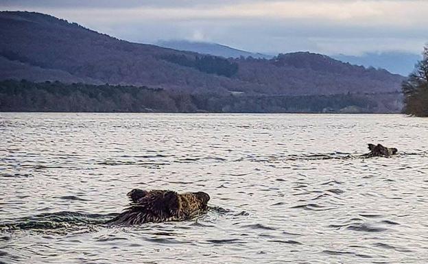 Un grupo de jabalíes que nadaba en el embalse de Ullíbarri sorprende a piragüistas