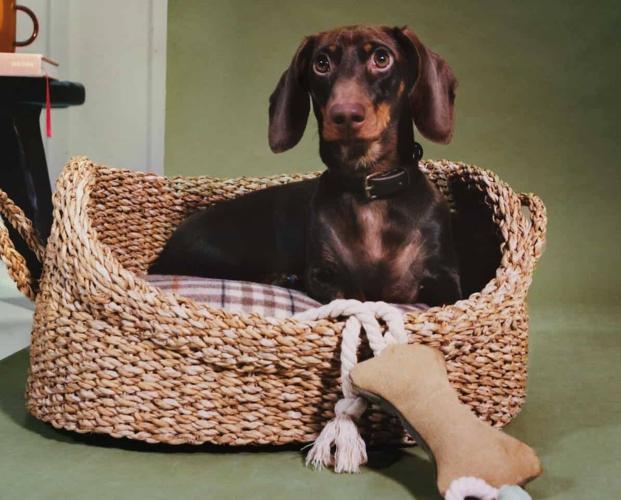 ¡Atención perros y gatos elegantes! Zara Home lanza una colección para mascotas