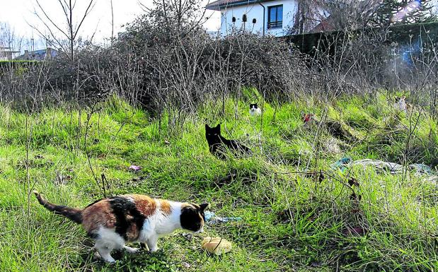 Un asentamiento de gatos dispara las alarmas en Armentia