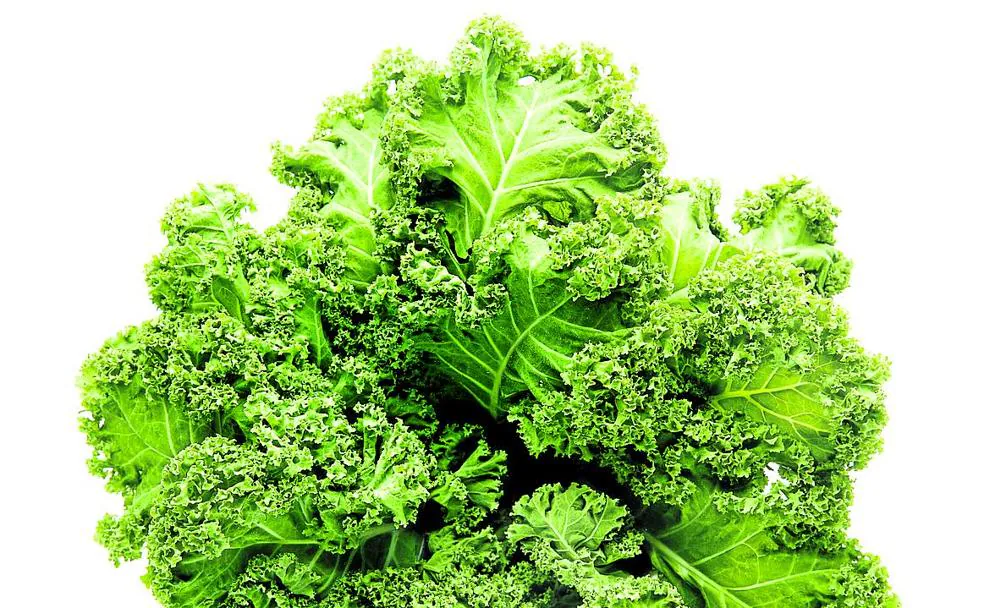Las múltiples propiedades del Kale, la berza bendita por los gurús | El  Correo