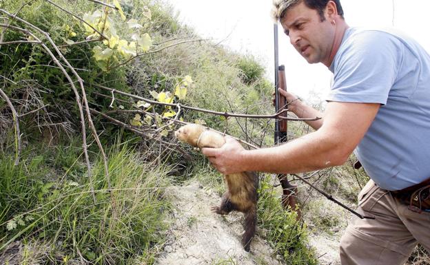 Resurgen los conejos