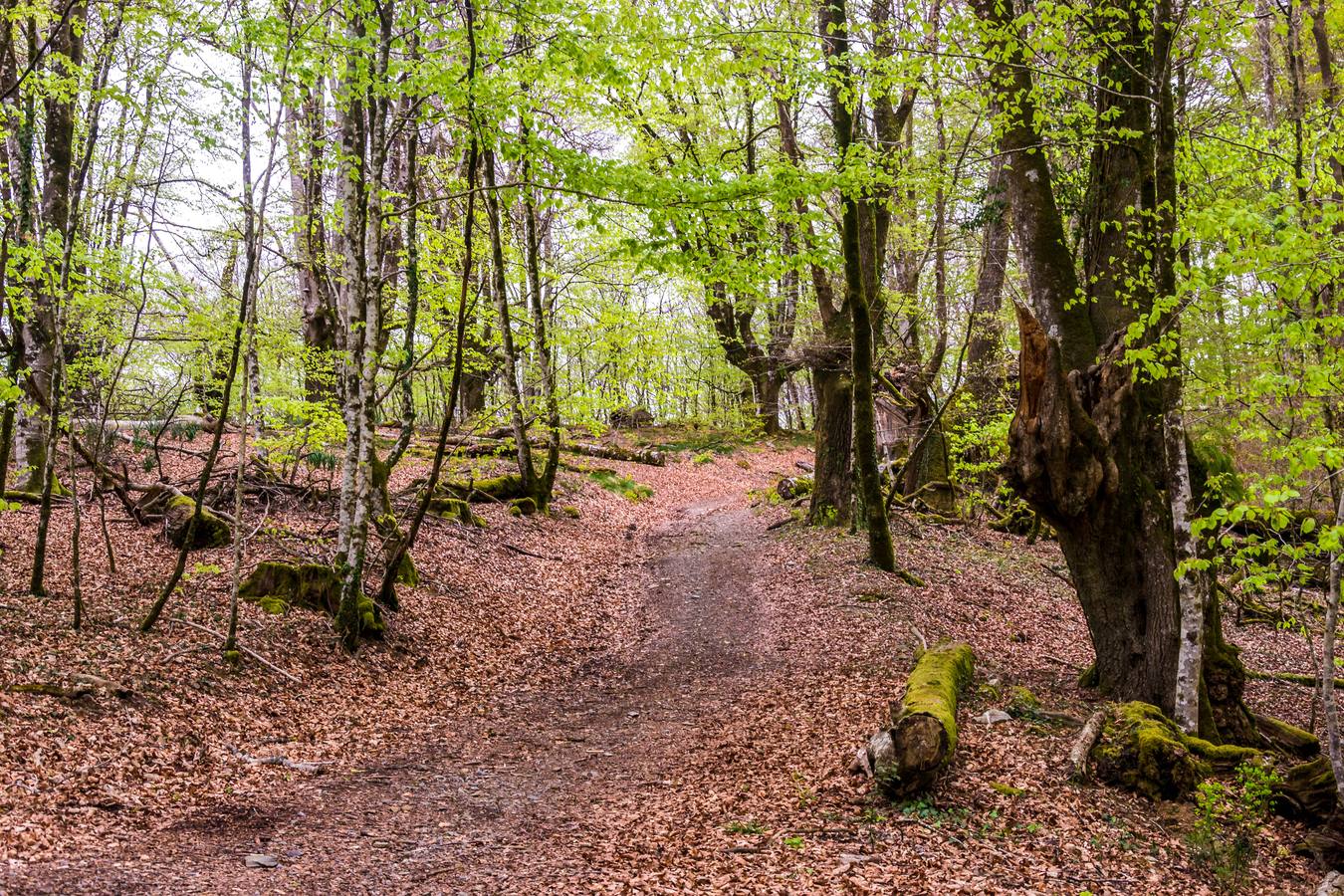 Bosques y paisajes de montaña con encanto en Euskadi y Navarra