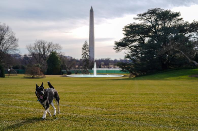 Los perros presidenciales: las mascotas que han pasado por la Casa Blanca