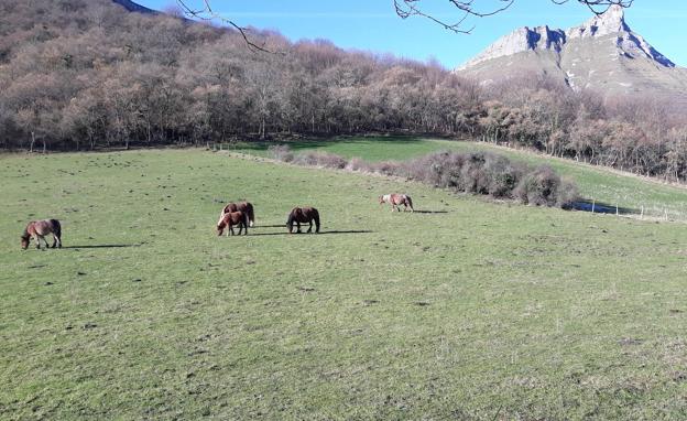 Piden un censo de chabolas de Sierra Salvada para que solo se destinen al pastoreo