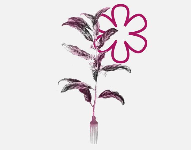 Volver o la extraña flor del olivo