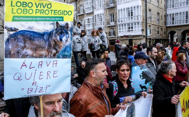 Álava asume que tendrá que «convivir» con el lobo tras la prohibición de cazarlo