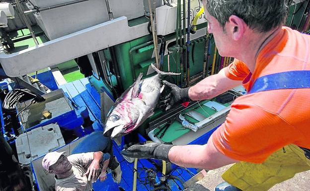 El aumento de la cuota de pesca del bonito permitirá alargar la costera