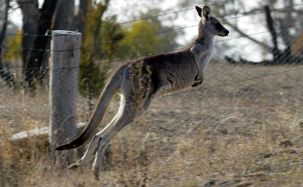 Kanguruen gainpopulazioak Australiako biodibertsitatea kaltetzen du