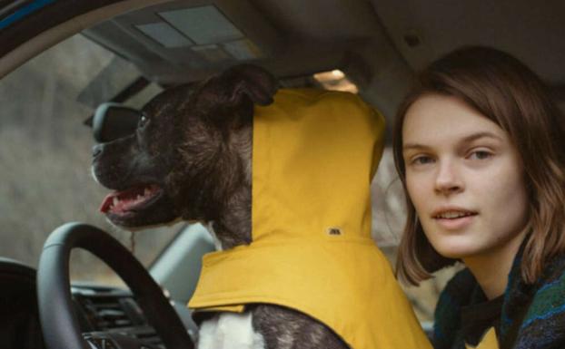 Abrigos, chaquetas y sudaderas para perros: Zara impacta con su nueva colección canina