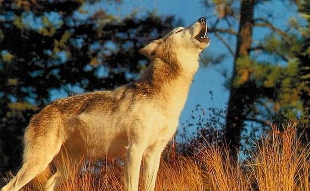 El estricto régimen de protección al lobo facilita su regreso a Bizkaia