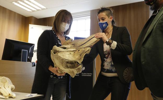 Cada año se registran entre 30 y 40 varamientos en la costa vasca