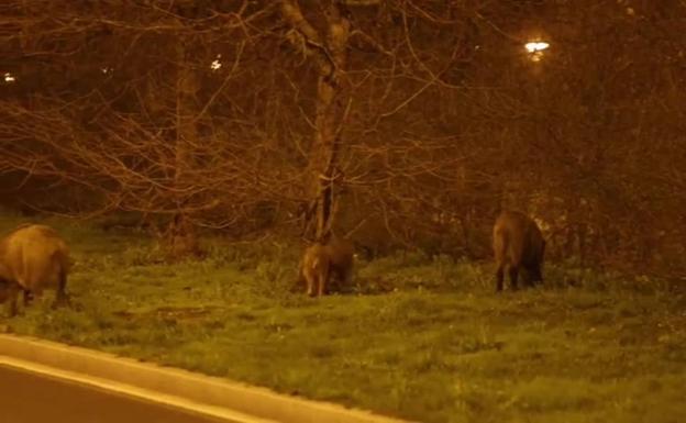 Los jabalíes vuelven a campar de noche por Salburua