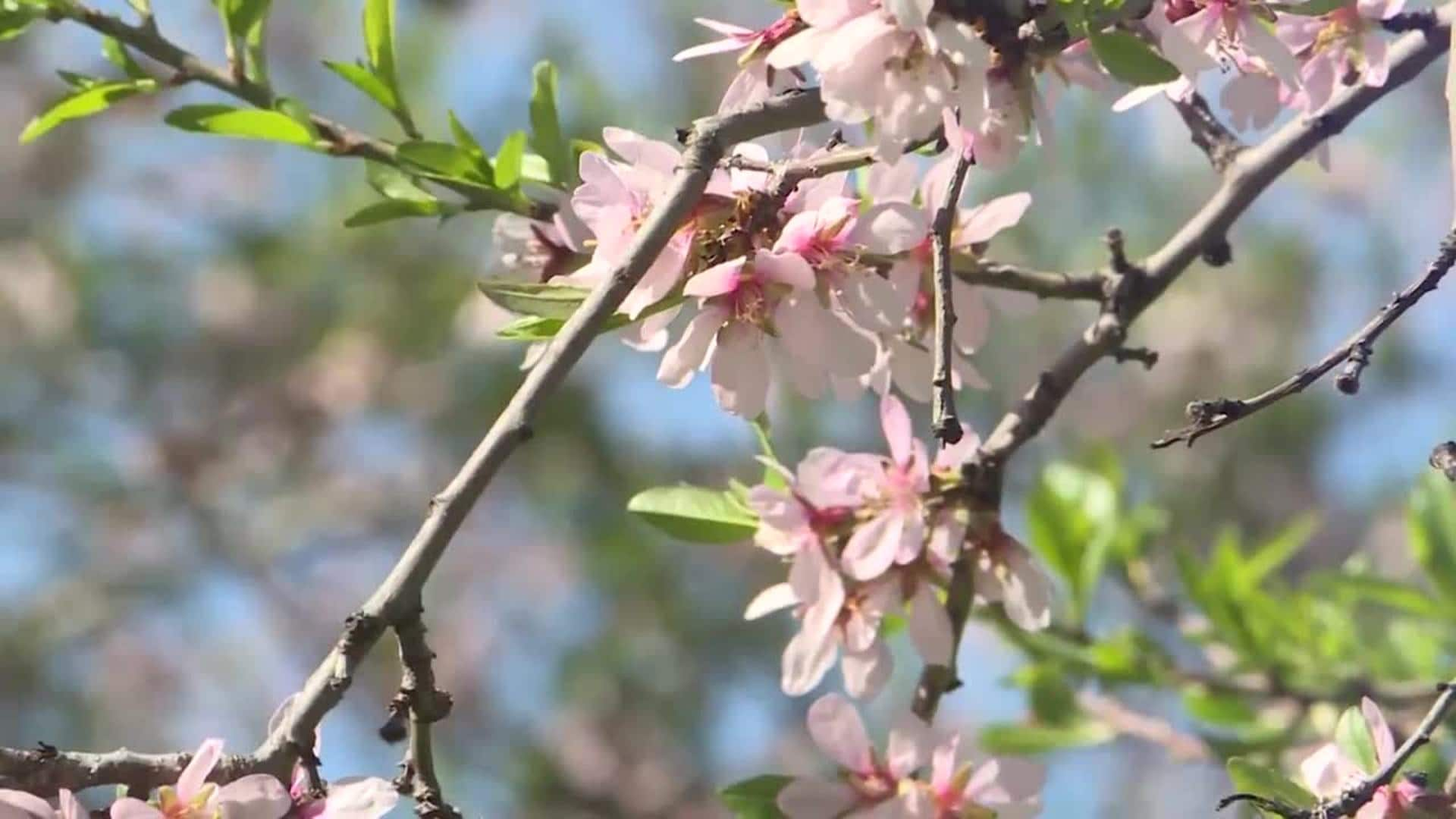 Florecen los almendros en el parque la Quinta de los Molinos | El Correo