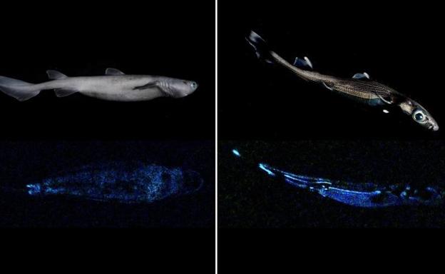 Científicos encuentran en Nueva Zelanda el tiburón luminoso más grande del mundo