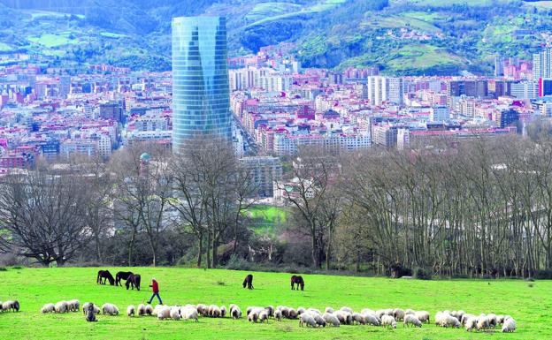 Ovejas a un tiro de piedra de la Torre Iberdrola