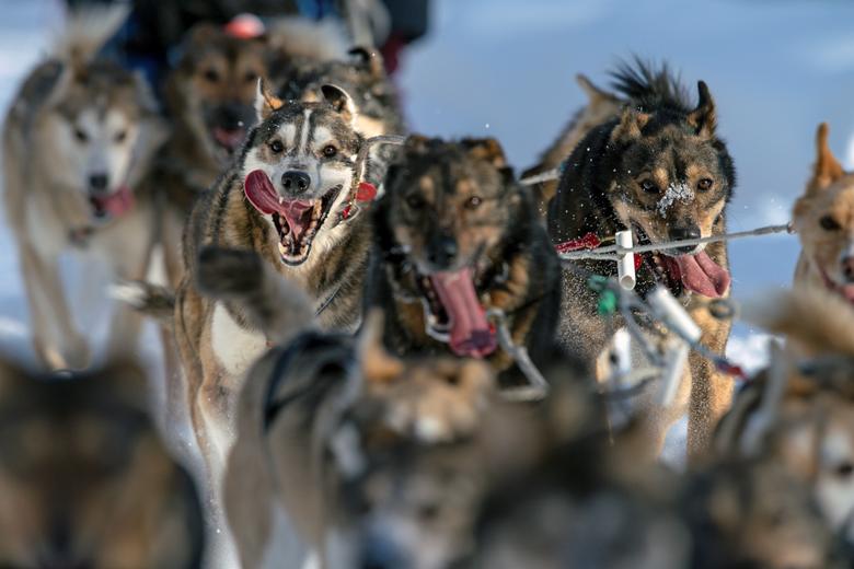 Perros de trineo y distanciamiento social en Alaska