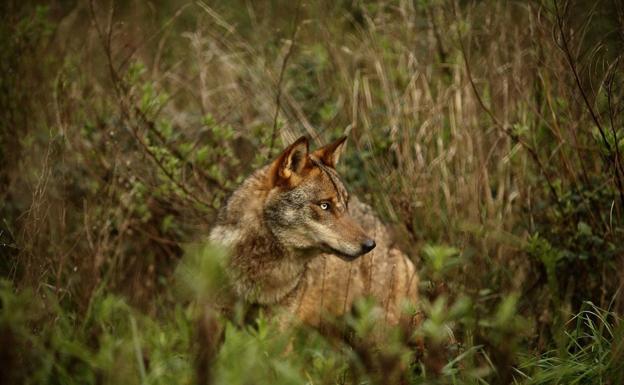 Álava sumó 47 ataques de lobo en 2020