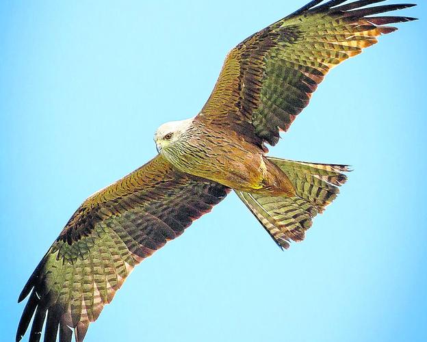 Garzas reales, buitres leonados... las aves que sobrevuelan Urkiola