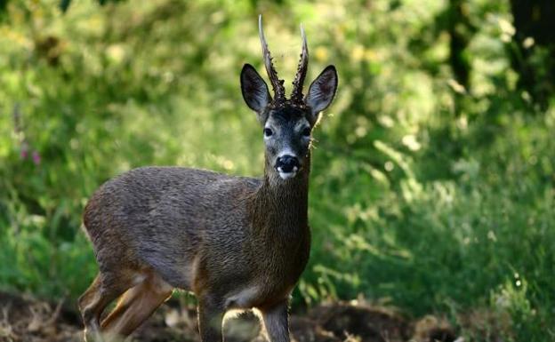 El duende del bosque