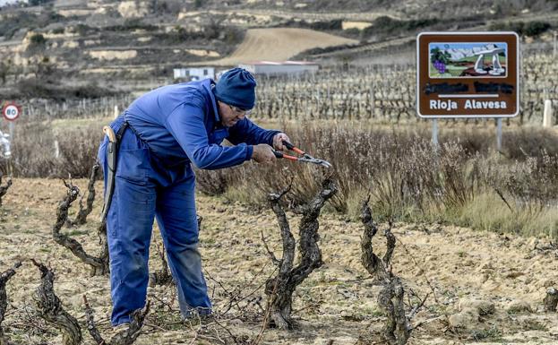 El Gobierno vasco avala la ruptura con Rioja y abre la puerta a una denominación alavesa