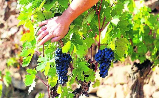 Así será la nueva denominación