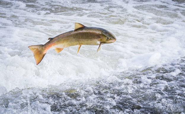 El torpedo de los ríos
