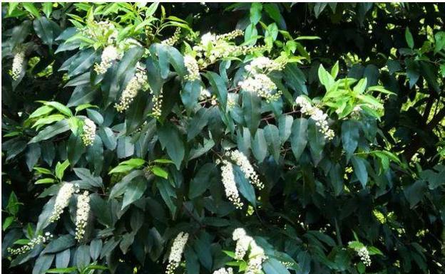 Un bosque de laurel de Portugal sobrevive desde el Terciario en Artziniega