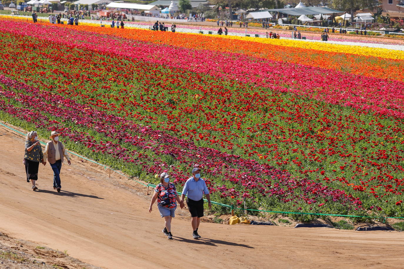 Campos de flores de cuento en San Diego (California)