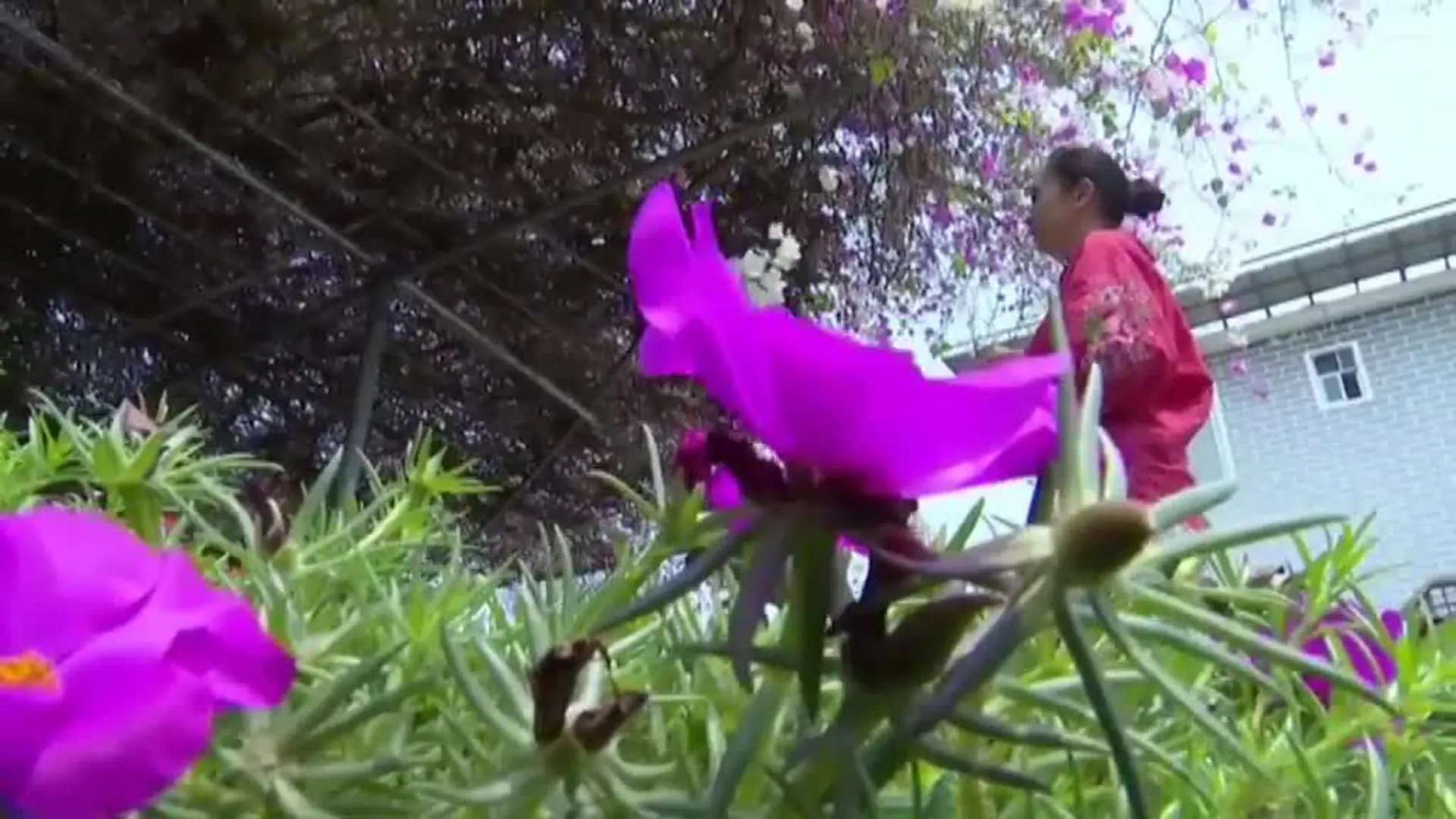 Una buganvilla con flores bicolores por una mutación de la naturaleza se  hace famosa en el sur de China | El Correo
