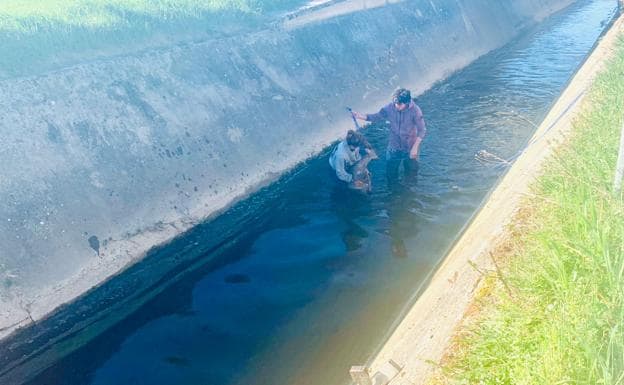 Vecinos rescatan a otro corzo del canal de Argómaniz