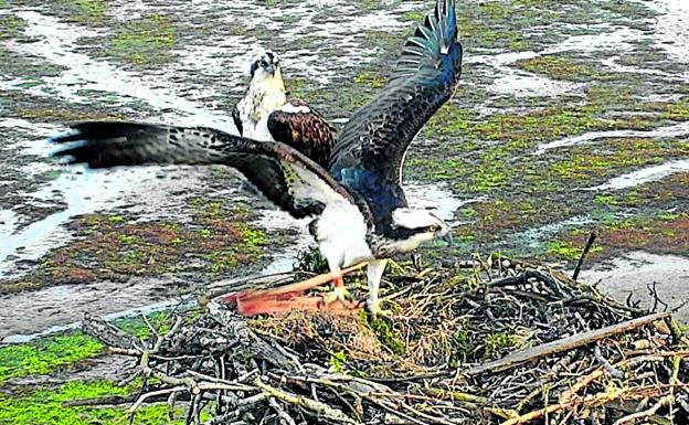 'Landa' y 'Roy' enseñan su nido de amor