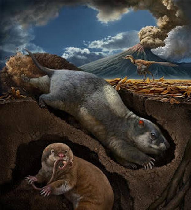 Satorraren antza duten animalia hondeatzaileen duela 120 eta 131 milioi urte arteko lehen aztarnak aurkitu dituzte Txinan