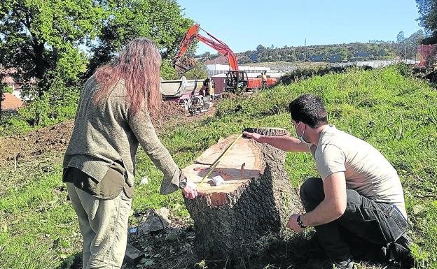 Denuncian la tala de robles de más de 60 años para construir pisos en Berango