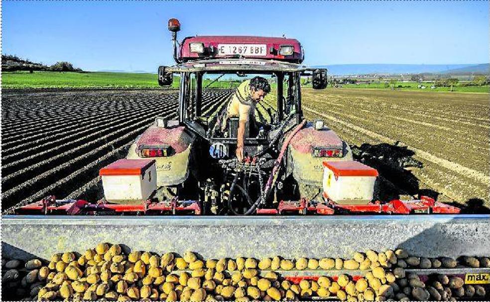 Nacerán y se llamarán Monalisa y Lucinda