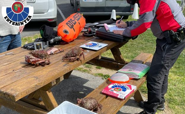 Tres sancionados por pesca ilegal de centollos, erizos de mar y durdos en Armintza