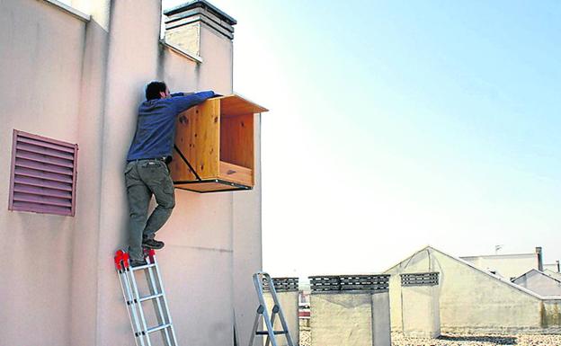 La Asociación Bonelli presenta el proyecto Brookei de Halcón peregrino