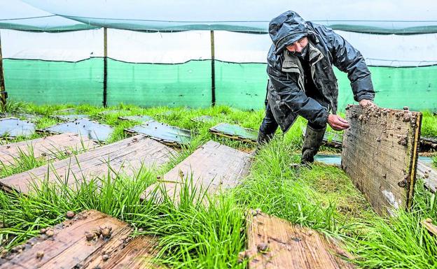 El rebaño más dócil